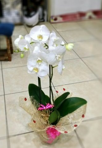 beyaz orkide fiyatı Isparta