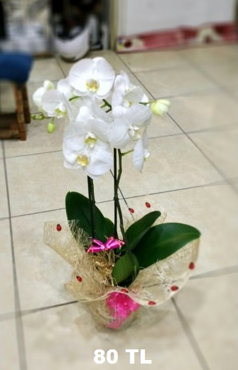 Beyaz-orkide2-li-isparta